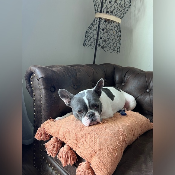 Meet your Posher, Phoebe - Picture 4 of 4